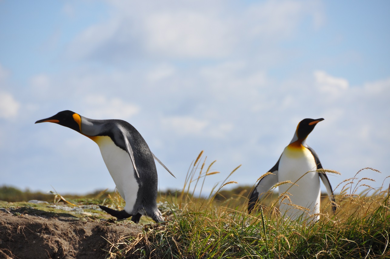 Pinguino Rey - Tierra del Fuego
